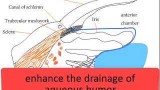 Drugs used in glaucoma Pilocarpine Latanoprost Timolol Apraclonidine mechanism of action [upl. by Gasparo637]