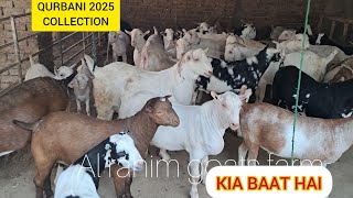 QURBANI 2025 COLLECTION  HEAVY WEIGHT TADDY AND TAPRA  AL RAHIM GOATS FARM [upl. by Asilahs]