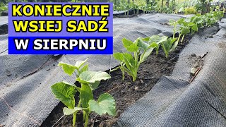 Sierpień to OSTATECZNY termin na siewy tych Warzyw Co siać sadzić w Sierpniu  Kalendarz Ogrodnika [upl. by Arihat235]