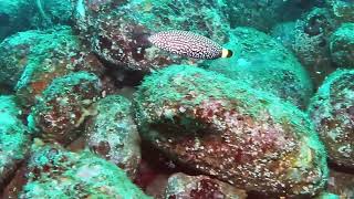 【映像記録】クロフチススキベラと泳ぐ Swim with Whitespotted wrasse [upl. by Asilanom]