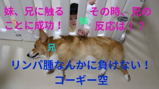 リンパ腫なんかに負けない！コーギー空！妹、兄に触ることに成功！その時、兄の反応は！？ [upl. by Oiruam]