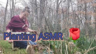 Planting a Rosebush ASMR [upl. by Kulseth]