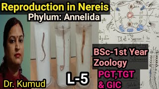 Nereis Reproduction in Nereis EpitokeSwarming amp Fertilization in HeteronereisBSc1st Zoology [upl. by Lurlene938]