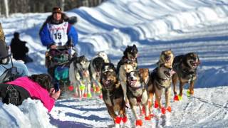 What is the Iditarod  AK Explained [upl. by Anibla169]