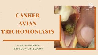 CankerAvian trichomoniasis in Aseel birdsTreatment amp prevention by Dr Hafiz Nouman zaheer [upl. by Rawley]