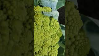 ROMANESCO food shorts gardening [upl. by Missak469]