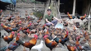 Full Video compilation part 5 Building cages to raise hundreds of wild chickens Green forest life [upl. by Annelg]