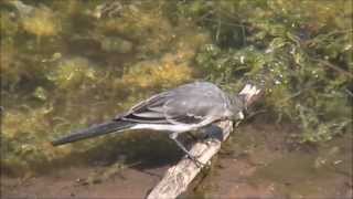 Pied Wagtail Motacilla alba [upl. by Aret786]