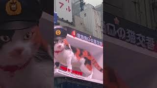 CAT AT THE TOP OF BUILDING OF SHINJUKU JAPAN [upl. by Delmar]