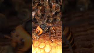 Western Honeybees Brave Defense Giant Hornet Retreats Under Pressure [upl. by Novaat931]