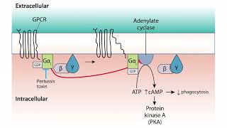 Virulence for the USMLE Step 1 [upl. by Issor997]