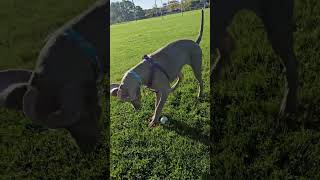 Weimaraner puppy SCHATTEN month old October 2024 [upl. by Adaynek]