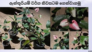 අලවිය සදහා ඇන්තූරියම් පැල 2  Alaviya Sadaha Anthuriyam Pela  NMLIN [upl. by Htiderem355]