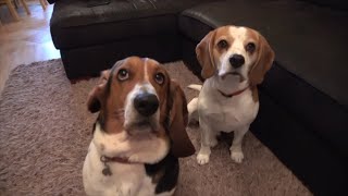 Beagle dog stealing treat from other dog  Funny dogs video [upl. by Kimberly]