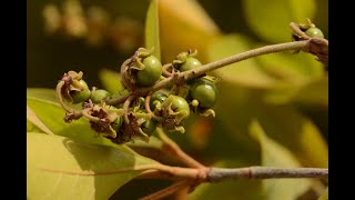 Quality Attributes in Nanche Byrsonima crassifolia L Fruits from Guerrero and Chiapas Mexico [upl. by Yokum210]