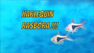 Harlequin Rasbora care guide  how to tell its gender tank mates feeding and breeding tips [upl. by Nuawaj864]