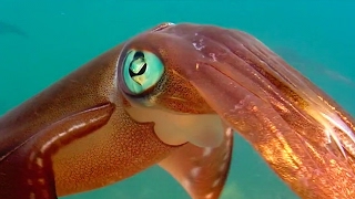 Colour Changing Squid Mating Ritual  Blue Planet  BBC Earth [upl. by Ddot794]