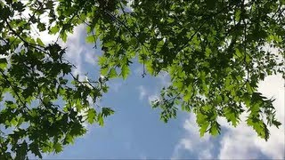 18 Minutes of Wind Blowing through Trees [upl. by Refinaj393]