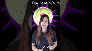 STRUCTURE OF POLLEN GRAIN  Class 12 Biology  Kajal Singh [upl. by Nolahp892]