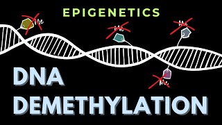 DNA demethylation  Introduction  Epigenetics  GATECSIRNET [upl. by Gredel823]