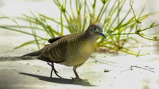 This turtle dove is teaching its chick to fly after just leaving the nest [upl. by Arimak385]