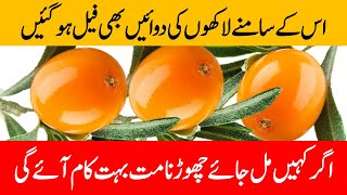 Sea buckthorn benefits  Sea buckthorn oil benefits  Sea buckthorn berry benefits in Urdu  Hindi [upl. by Artemisia]