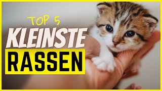 Top 5 kleinste Katzenrassen Achtung niedlich [upl. by Shipley]