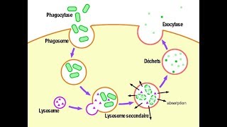 معلومة مهمة Les lysosomes fonction hétérophagie [upl. by Gallagher]