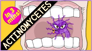 Actinomycetes Microbiology Morphology pathophysiology symptoms diagnosis treatment [upl. by Seessel243]