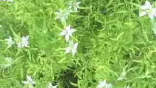 EatTheWeeds Episode 36 Spotted Beebalm Horsemint [upl. by Gusty]