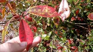 Red Robin or the Photinia or red and green fire shrub [upl. by Nirhtak]