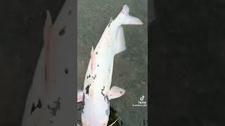 Would you eat this albino catfish or what kind of catfish is this shorts funny video fyp [upl. by Franni807]