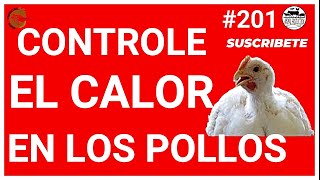 🤩6 ESTRATEGIAS PARA CONTOLAR EL CALOR EN LOS POLLOS DE ENGORDE🐓 COMO HACER CRECR RÁPIDO LOS POLLOS🐣 [upl. by Ymmas]