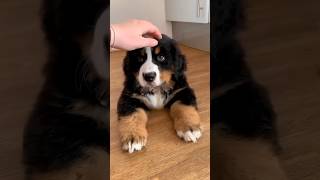 cute puppy doglover puppy dog cute pets [upl. by Barr]