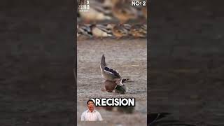 Top 5 Peregrine falcon attacks 🥶🔥 peregrinefalcon hunting areazero [upl. by Malim]