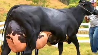 डेयरी फार्म मे girlando cow कैसे तैयार करे  Gir Cow  jersey cow [upl. by Aynat673]