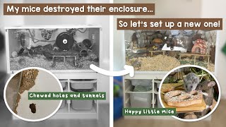 My Mice destroyed their enclosure lets set up a new one [upl. by Atimed]