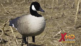 Higdon Outdoors Apex Full Size Canada Goose Decoys  Product Info [upl. by Esyli635]