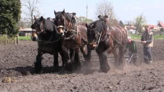 Belgian Draft Horsesploughing a field of 7 acres [upl. by Drobman797]