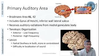 Temporal Lobe Functional Areas [upl. by Ardnek]