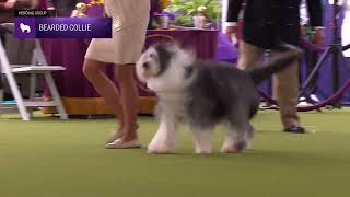 Bearded Collies  Breed Judging 2024 [upl. by Leesen]