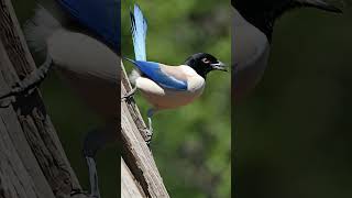 Azure winged Magpie magpies birdsounds naturelovers [upl. by Mapel]