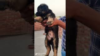 German shepherd puppies for sale [upl. by Gerg745]