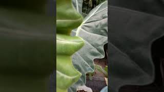 alocasia leaves plant houseplants indoorplants plants leaf gardens JanGarden [upl. by Occir]