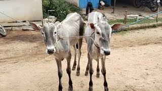 Hallikar pair bull calves [upl. by Hannan166]