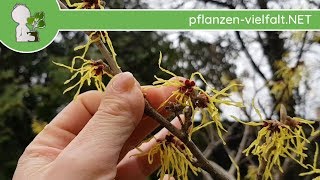 Zaubernuss Hamamelis  BlüteBlüten im Frühling [upl. by Balfour89]