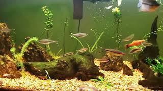 Adding Odessa Barbs Roseline Sharks Kribensis And Glowlight Tetras To 6 Foot Community Tank [upl. by Teilo]