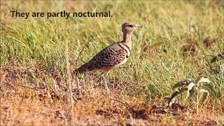 The Doublebanded Courser [upl. by Williamsen]