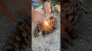 Pine Cones Great for Making Fires shortsfeed [upl. by Berner]