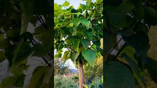 Sous mon Catalpa Bignonioides Nana [upl. by Sabian]